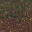 Gras_Path_Heavily_Trampled