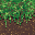 Gras_Path_Lighty_Trampled