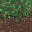 Gras_Path_Moderatly_Trampled