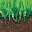 Grass